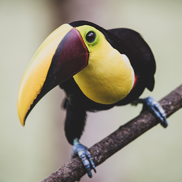 tucan